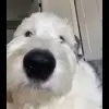 😚 Эмодзи «Сабаки» для Telegram