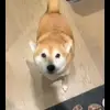 😍 Эмодзи «Сабаки» для Telegram