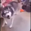 🕺 Эмодзи «Сабаки» для Telegram