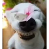 🌺 Эмодзи «Сабаки» для Telegram