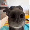 🌭 Эмодзи «Сабаки» для Telegram