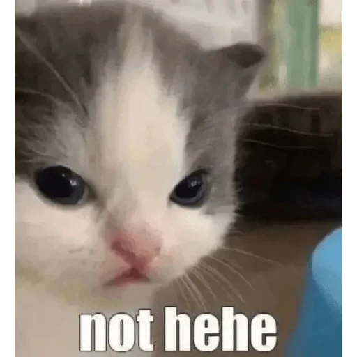 😡 Стикер «casualsongsss» для Telegram