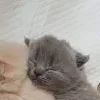😄 Эмодзи «Парные емоджи из картинок» для Telegram