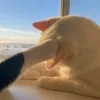 🤩 Эмодзи «Парные Котята» для Telegram