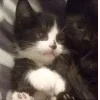 🤩 Эмодзи «Парные Котята» для Telegram