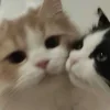 🤩 Эмодзи «Парные Котята» для Telegram