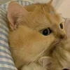 🤩 Эмодзи «Парные Котята» для Telegram