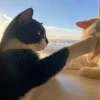 🤩 Эмодзи «Парные Котята» для Telegram