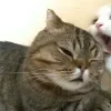 🤩 Эмодзи «Парные Котята» для Telegram