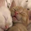 🤩 Эмодзи «Парные Котята» для Telegram