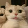 🤩 Эмодзи «Парные Котята» для Telegram