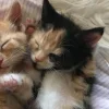 🤩 Эмодзи «Парные Котята» для Telegram