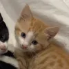 🤩 Эмодзи «Парные Котята» для Telegram