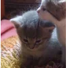 🤩 Эмодзи «Парные Котята» для Telegram