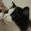 🤩 Эмодзи «Парные Котята» для Telegram