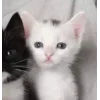 🤩 Эмодзи «Парные Котята» для Telegram