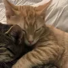 🤩 Эмодзи «Парные Котята» для Telegram