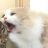 🤩 Эмодзи «Парные Котята» для Telegram