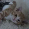 🤩 Эмодзи «Парные Котята» для Telegram