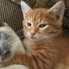 🤩 Эмодзи «Парные Котята» для Telegram