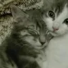 🤩 Эмодзи «Парные Котята» для Telegram