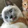 🤩 Эмодзи «Парные Котята» для Telegram