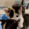🤩 Эмодзи «Парные Котята» для Telegram