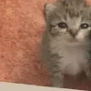 🤩 Эмодзи «Парные Котята» для Telegram