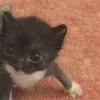 🤩 Эмодзи «Парные Котята» для Telegram