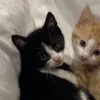 🤩 Эмодзи «Парные Котята» для Telegram