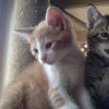 🤩 Эмодзи «Парные Котята» для Telegram