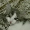 🤩 Эмодзи «Парные Котята» для Telegram