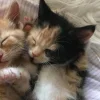 🤩 Эмодзи «Парные Котята» для Telegram