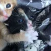 🤩 Эмодзи «Парные Котята» для Telegram