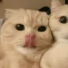 🤩 Эмодзи «Парные Котята» для Telegram