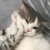 🤩 Эмодзи «Парные Котята» для Telegram