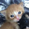 🤩 Эмодзи «Парные Котята» для Telegram