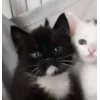 🤩 Эмодзи «Парные Котята» для Telegram