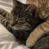 🤩 Эмодзи «Парные Котята» для Telegram