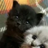 🤩 Эмодзи «Парные Котята» для Telegram