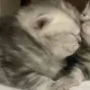 🤩 Эмодзи «Парные Котята» для Telegram