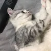 🤩 Эмодзи «Парные Котята» для Telegram