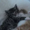 🤩 Эмодзи «Парные Котята» для Telegram