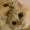 🤩 Эмодзи «Парные Котята» для Telegram