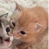 🤩 Эмодзи «Парные Котята» для Telegram