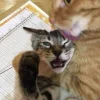 🤩 Эмодзи «Парные Котята» для Telegram