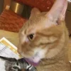 🤩 Эмодзи «Парные Котята» для Telegram