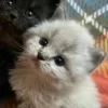 🤩 Эмодзи «Парные Котята» для Telegram