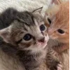 🤩 Эмодзи «Парные Котята» для Telegram