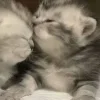 🤩 Эмодзи «Парные Котята» для Telegram